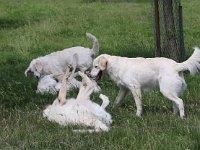 Puppys van Bliss040622-0128